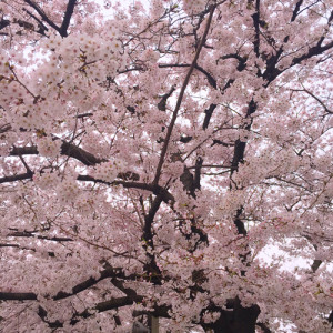 ikedasakura-桜