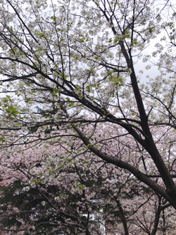 2017の桜