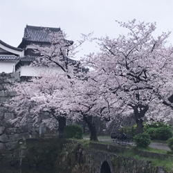 福岡城と桜