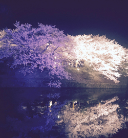 福岡城のライトアップ桜