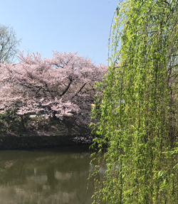 福岡城の柳と桜